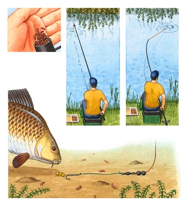 Carp fishing illustration