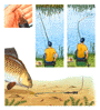 Carp fishing illustrations