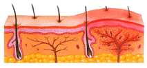 Skin section illustration