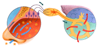 fragrance illustration