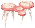Heart valves illustration