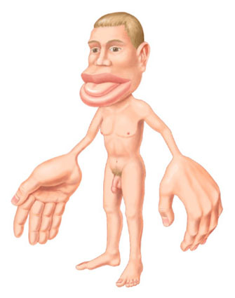 Homunculus illustration